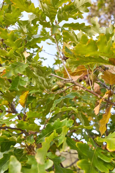 Quercus Cerris Větev Kufr Zavřít — Stock fotografie