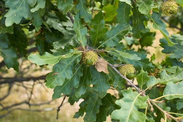 Quercus Cerris分枝和树干紧密相连 — 图库照片