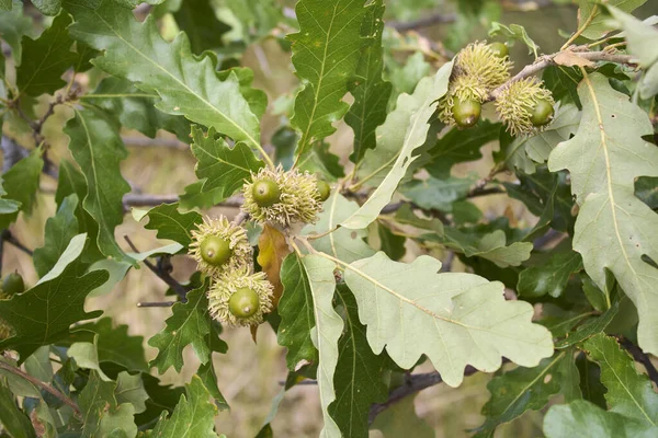 Quercus Cerris Větev Kufr Zavřít — Stock fotografie