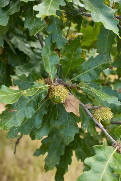 Quercus Cerris分枝和树干紧密相连 — 图库照片