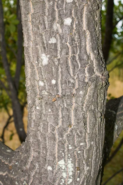 Quercus Cerris Tak Stam Close — Stockfoto