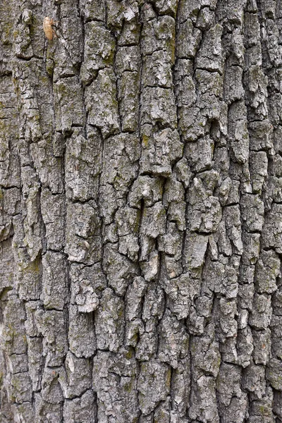Quercus Robur Közelről — Stock Fotó