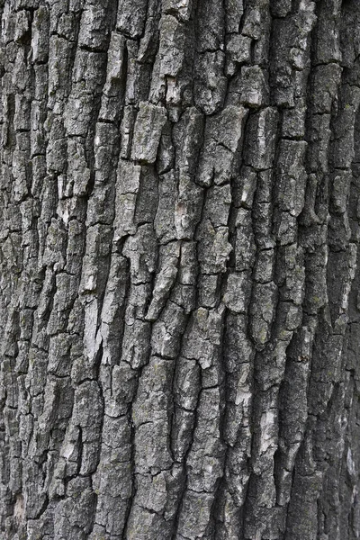Quercus Robur Boom Close — Stockfoto