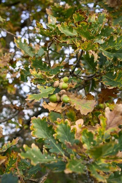 Quercus Robur Közelről — Stock Fotó