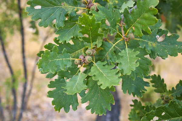 Κοντινό Δέντρο Quercus Robur — Φωτογραφία Αρχείου