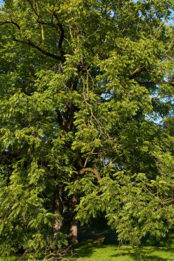 Juglan 'ın taze fındıklı zenci kolu.