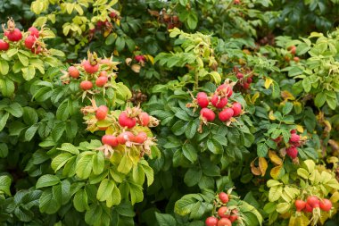 Rosa Rugosa kırmızı taze kalçalar