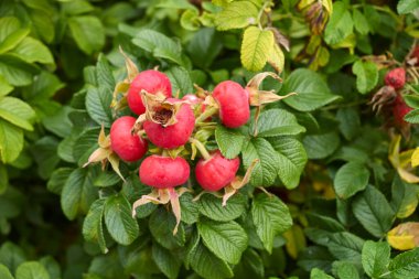 Rosa Rugosa kırmızı taze kalçalar