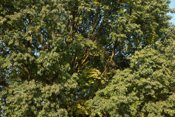 Celtis Australis Tree Autumn — Stock Photo, Image