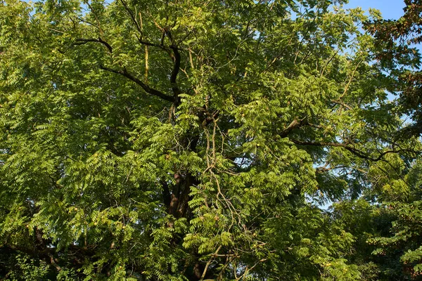 Juglan 'ın taze fındıklı zenci kolu.