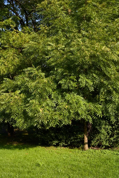 Juglans Nigra Větev Čerstvými Ořechy — Stock fotografie