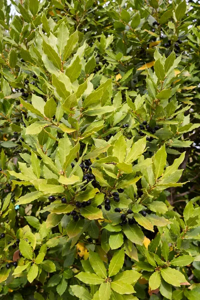 Laurus Nobilis Ramo Fechar — Fotografia de Stock