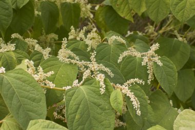 Reynoutria japonica çalılığının beyaz rengi.