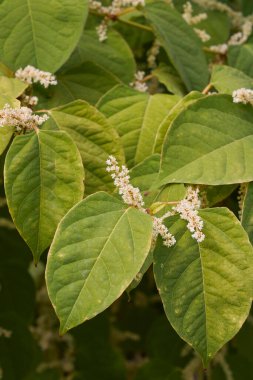 Reynoutria japonica çalılığının beyaz rengi.