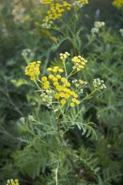 Tanasetum vulgare sarı infloresans