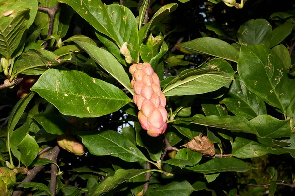 Magnolia Liliiflora Fresh Fruit Bark Close — Stock Photo, Image