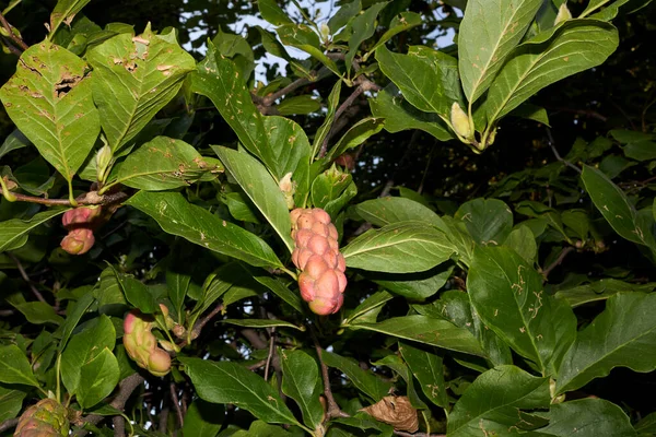 Magnolia Liliiflora Čerstvé Ovoce Kůra Zblízka — Stock fotografie