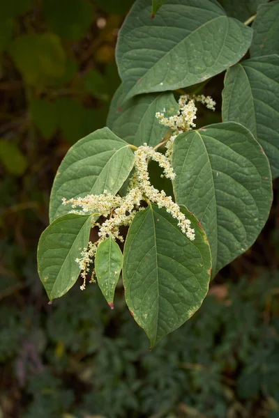 Inflorescência Branca Arbusto Reynoutria Japonica — Fotografia de Stock