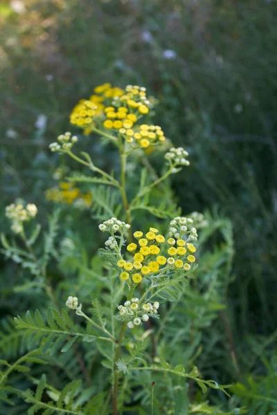 Tanacetum Vulgare Inflorescencia Amarilla —  Fotos de Stock