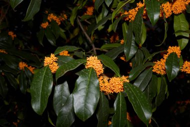 Çiçek açmış Osmanthus kokuları