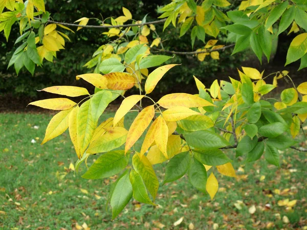 Fraxinus Americana Foliage Autumn — Stock Photo, Image