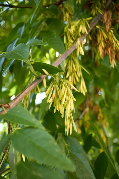 Fraxinus Pennsylvanica Zblízka — Stock fotografie