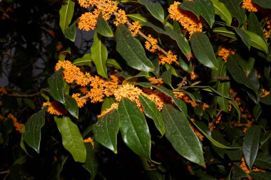 Çiçek açmış Osmanthus kokuları