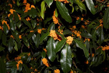 Çiçek açmış Osmanthus kokuları