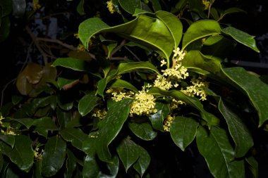 Çiçek açmış Osmanthus kokuları