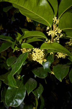Çiçek açmış Osmanthus kokuları
