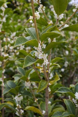 Osmanthus heterofillus güzel kokulu çiçek.