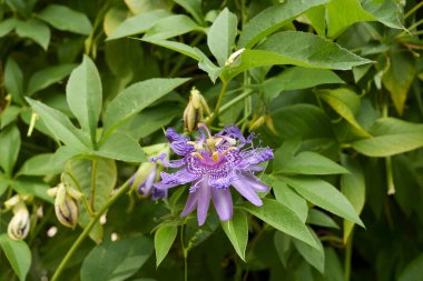 Çiçek açmış Passiflora incarnata