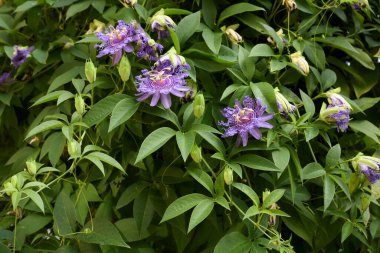 Çiçek açmış Passiflora incarnata