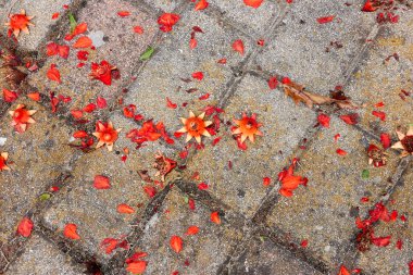 Punica granatum portakal çiçekleri