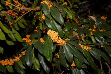 Çiçek açmış Osmanthus kokuları