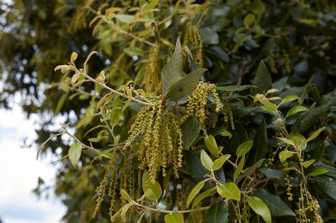 Quercus ilex ağacı çiçek açtı