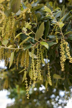 Quercus ilex ağacı çiçek açtı