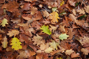 Sonbaharda Quercus rubra renkli yeşillik