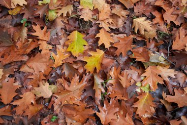 Sonbaharda Quercus rubra renkli yeşillik