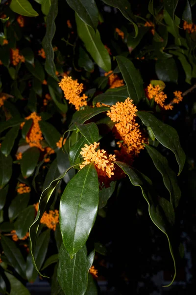 Çiçek açmış Osmanthus kokuları