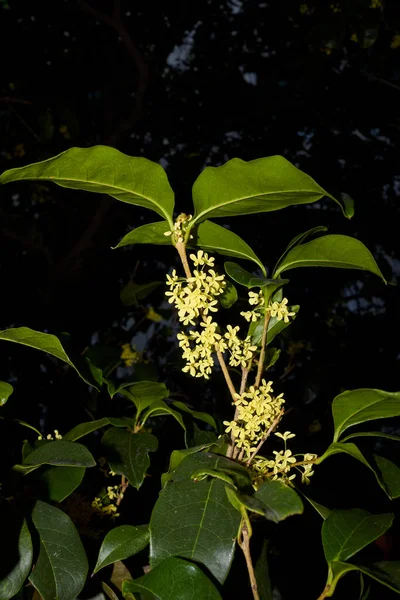 Çiçek açmış Osmanthus kokuları