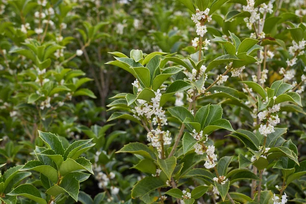 桂花多花花芬芳 — 图库照片