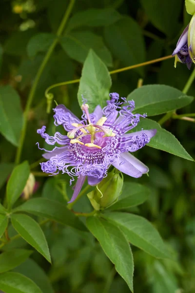 Çiçek açmış Passiflora incarnata