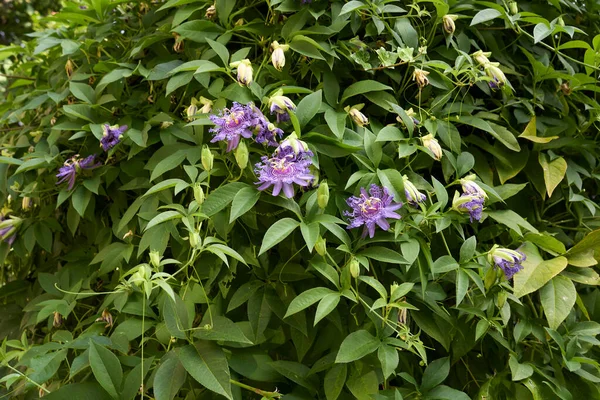 Passiflora Incarnata Bloom — Stock Photo, Image