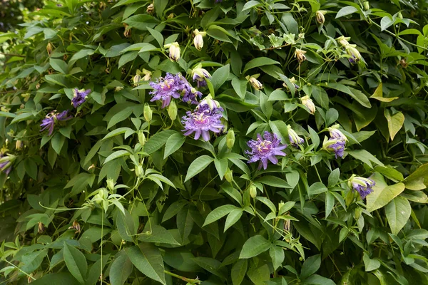 Çiçek açmış Passiflora incarnata