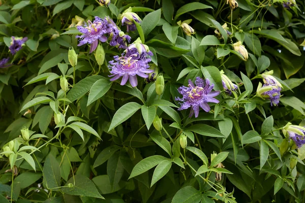 Çiçek açmış Passiflora incarnata
