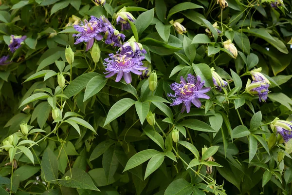 Çiçek Açmış Passiflora Incarnata — Stok fotoğraf