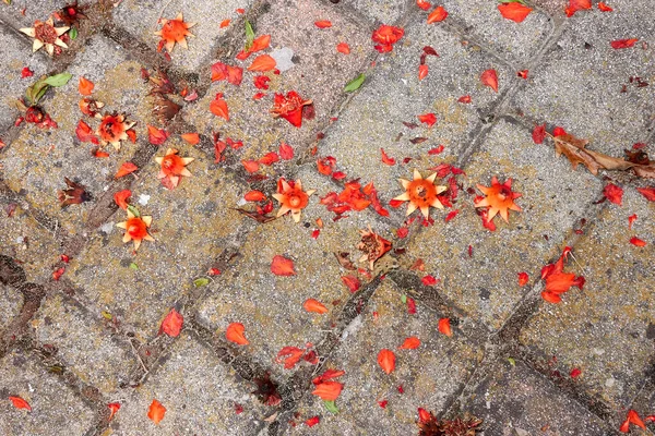 Punica granatum portakal çiçekleri