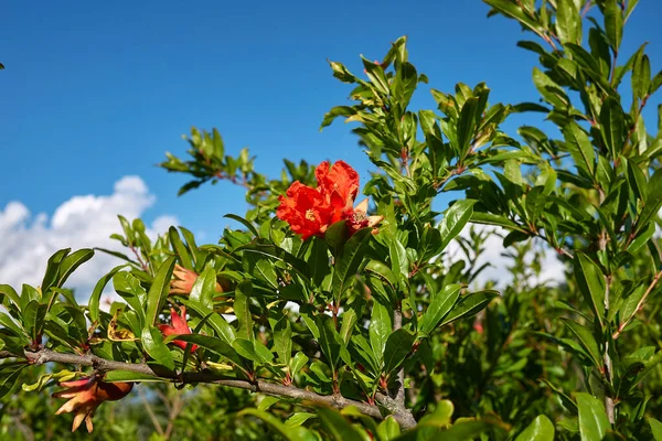 Punica granatum portakal çiçekleri