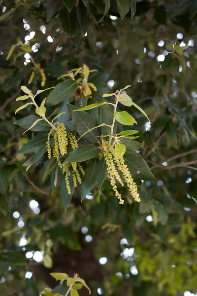 クェルカス イレックスの木が咲く — ストック写真